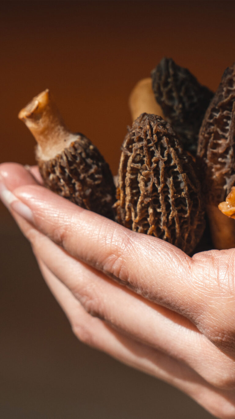 Food_Morels