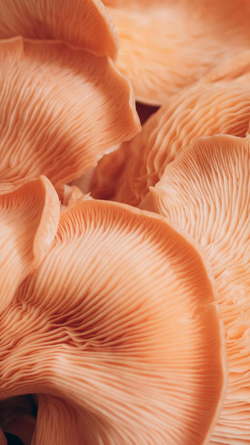 Food_oyster_mushrooms
